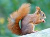 Red squirrel